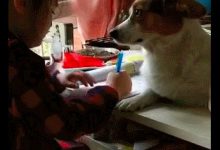女儿正在写作业，而狗狗就趴在桌子上静静看着她，眼神好深情啊！-知道了吗？