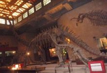 上海自然博物馆(一)恐龙-知道了吗？