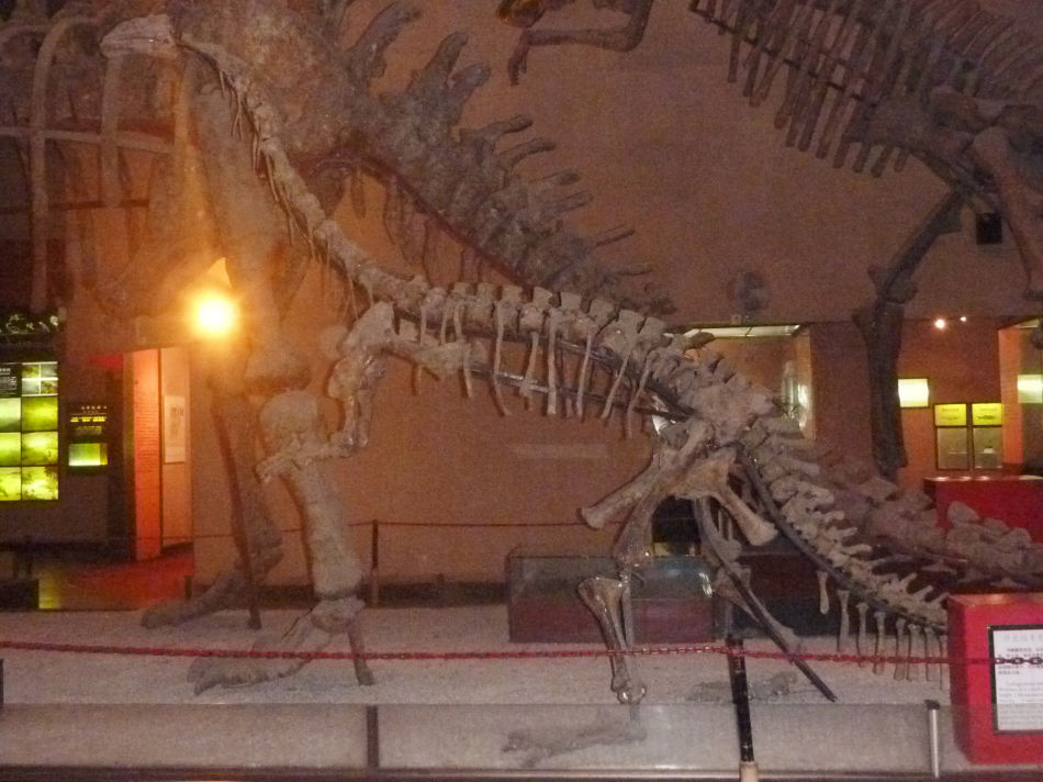 P1070508 上海自然博物馆(一)恐龙