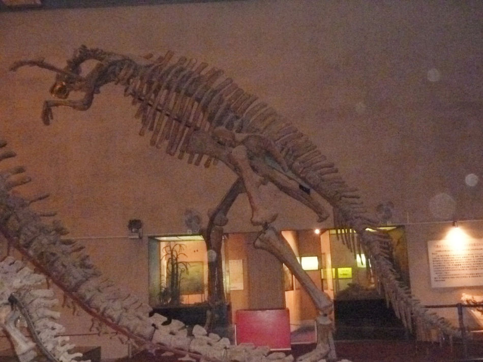 P1070509 上海自然博物馆(一)恐龙