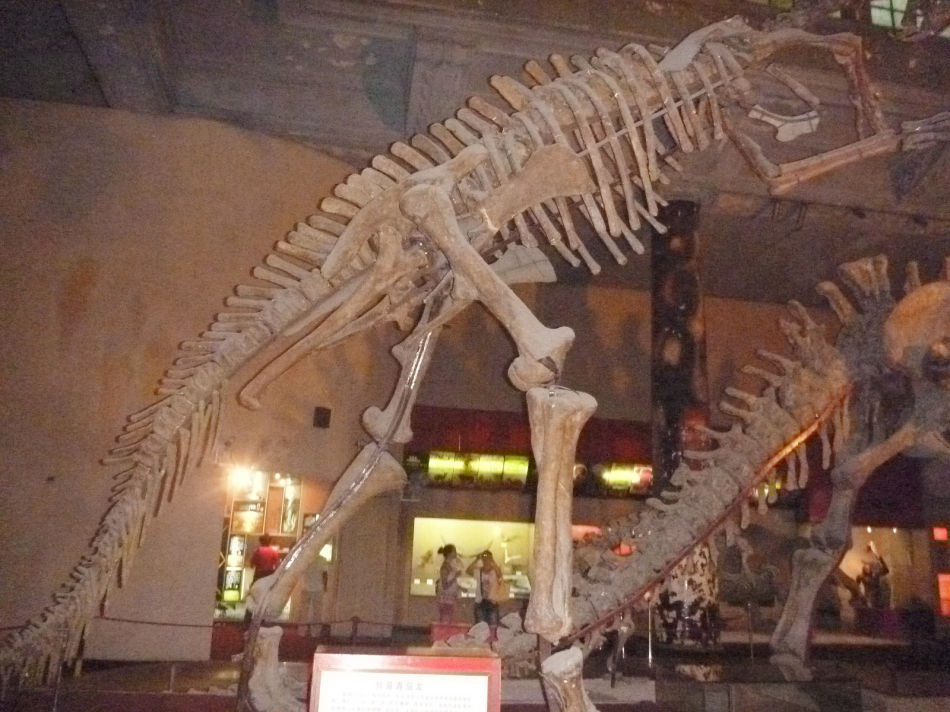 P1070515 上海自然博物馆(一)恐龙