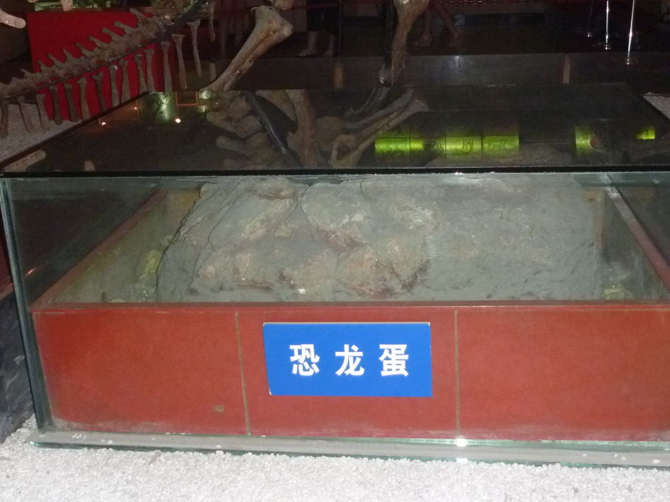 P1070516 上海自然博物馆(一)恐龙