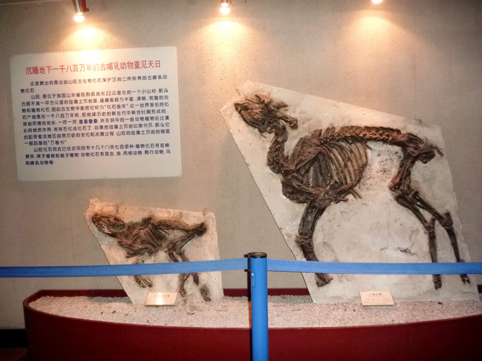 P1070513 上海自然博物馆(一)恐龙