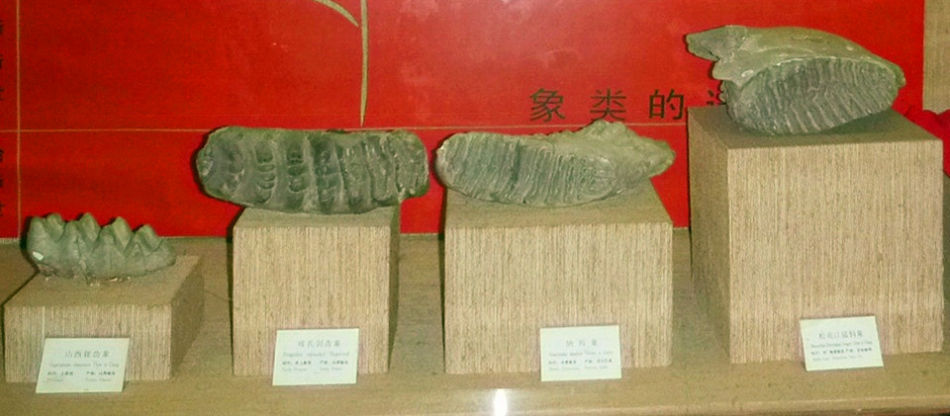 P1070521_副 上海自然博物馆(一)恐龙