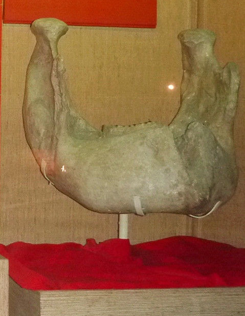 P1070521- 上海自然博物馆(一)恐龙