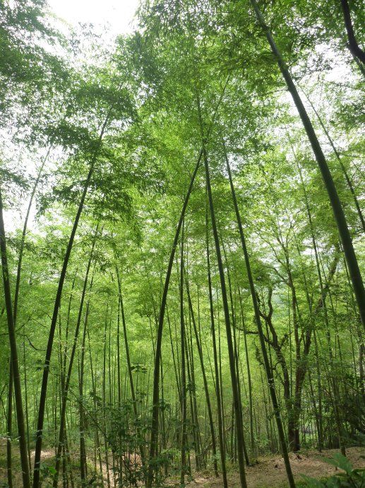 28 上海佘山国家森林公园(一)