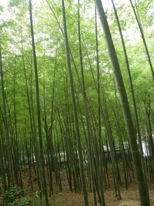 29 上海佘山国家森林公园(一)