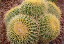 昙花一现你见过吗?辰山植物园~沙生植物馆-知道了吗?