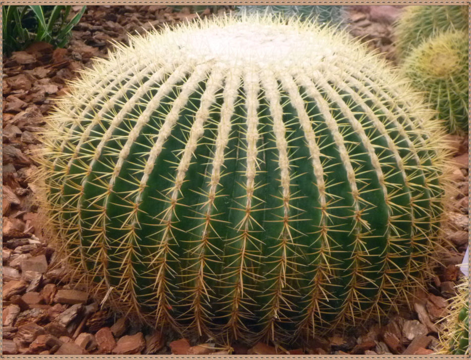 P1060259 昙花一现你见过吗?辰山植物园~沙生植物馆