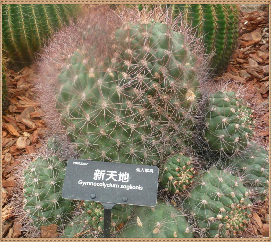 P1060262 昙花一现你见过吗?辰山植物园~沙生植物馆