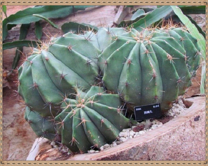 P1060262- 昙花一现你见过吗?辰山植物园~沙生植物馆