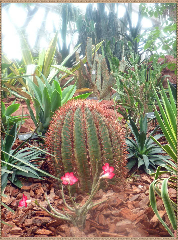 P1060263 昙花一现你见过吗?辰山植物园~沙生植物馆