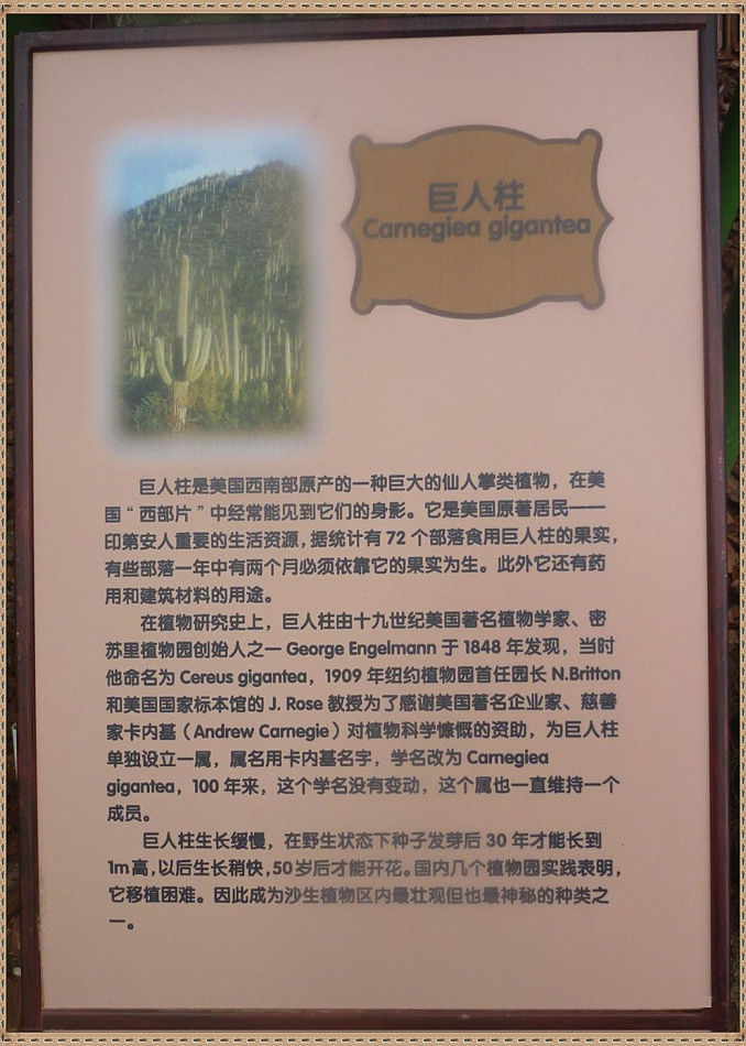P1060264 昙花一现你见过吗?辰山植物园~沙生植物馆