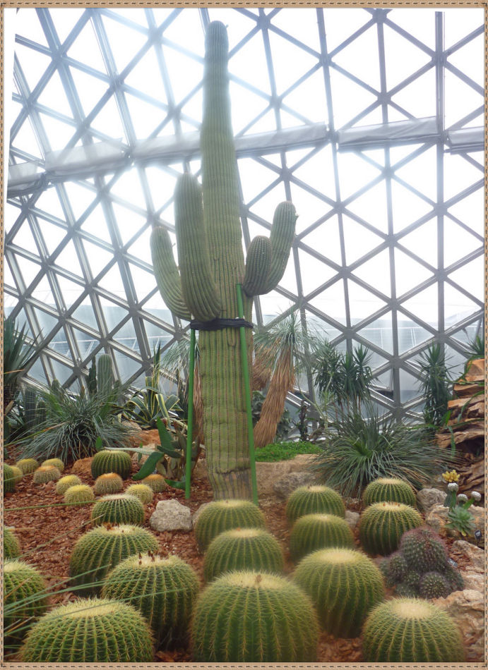 P1060265 昙花一现你见过吗?辰山植物园~沙生植物馆