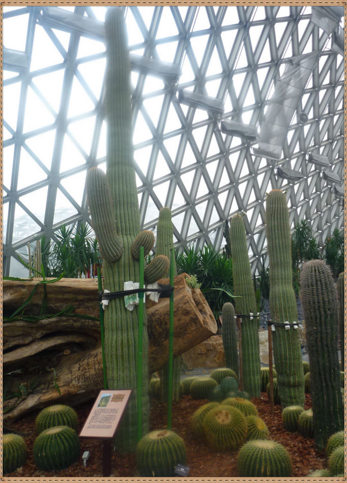 P1060266 昙花一现你见过吗?辰山植物园~沙生植物馆