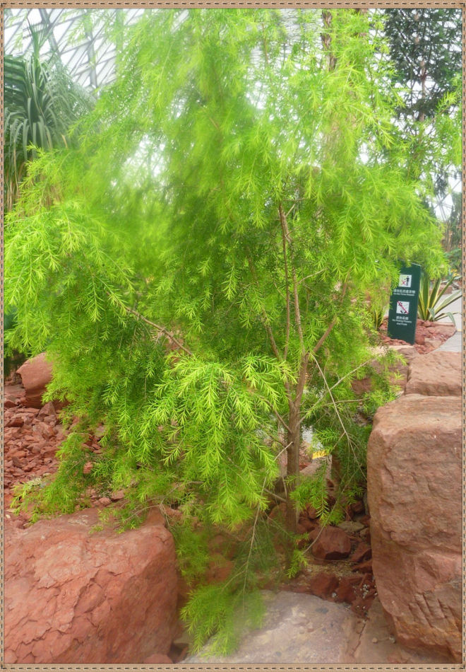 P1060270 昙花一现你见过吗?辰山植物园~沙生植物馆