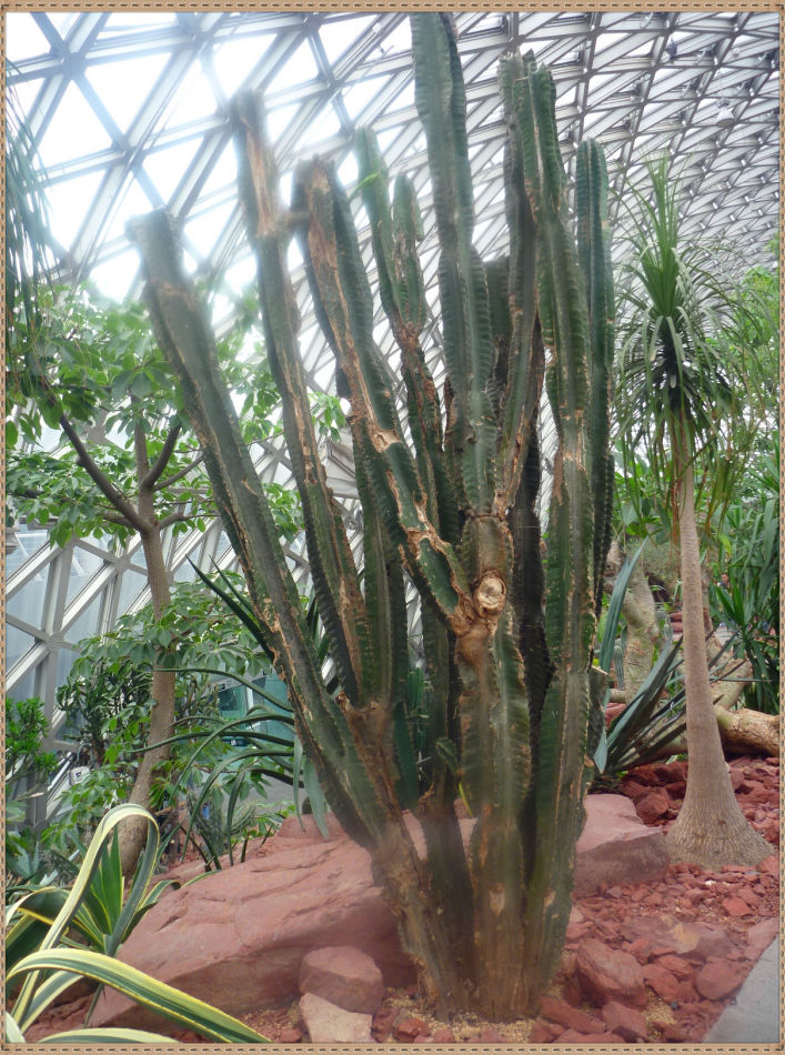P1060272 昙花一现你见过吗?辰山植物园~沙生植物馆