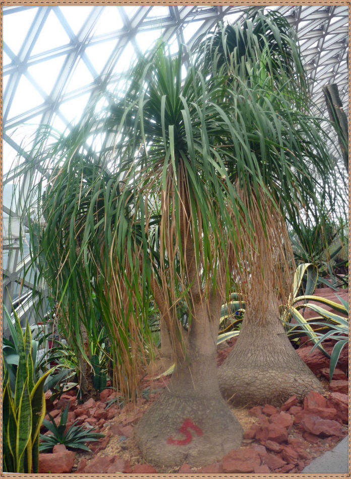 P1060273 昙花一现你见过吗?辰山植物园~沙生植物馆