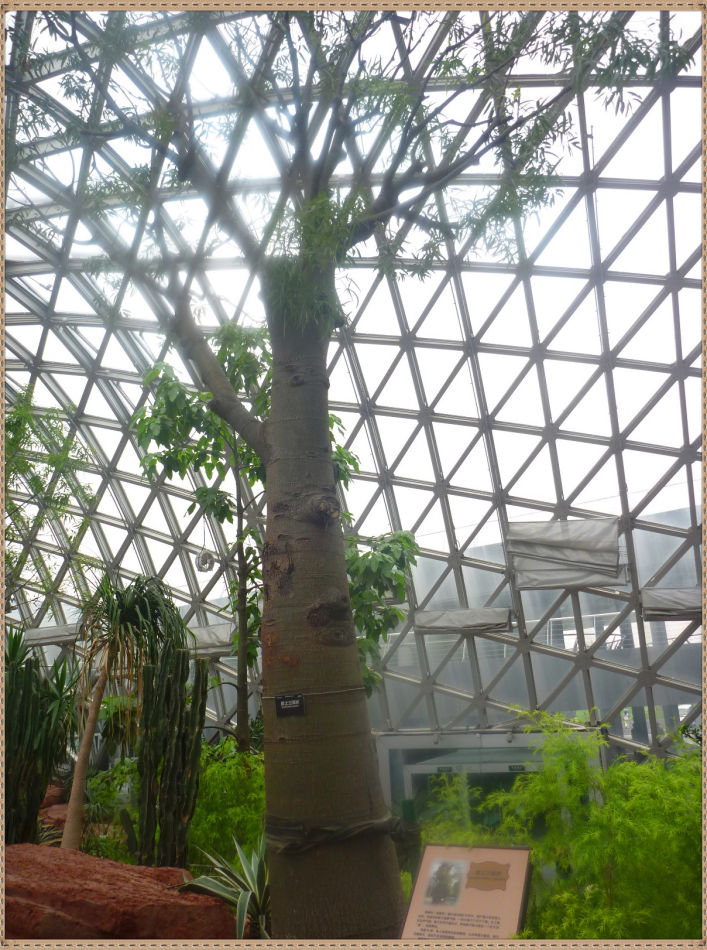 P1060274 昙花一现你见过吗?辰山植物园~沙生植物馆