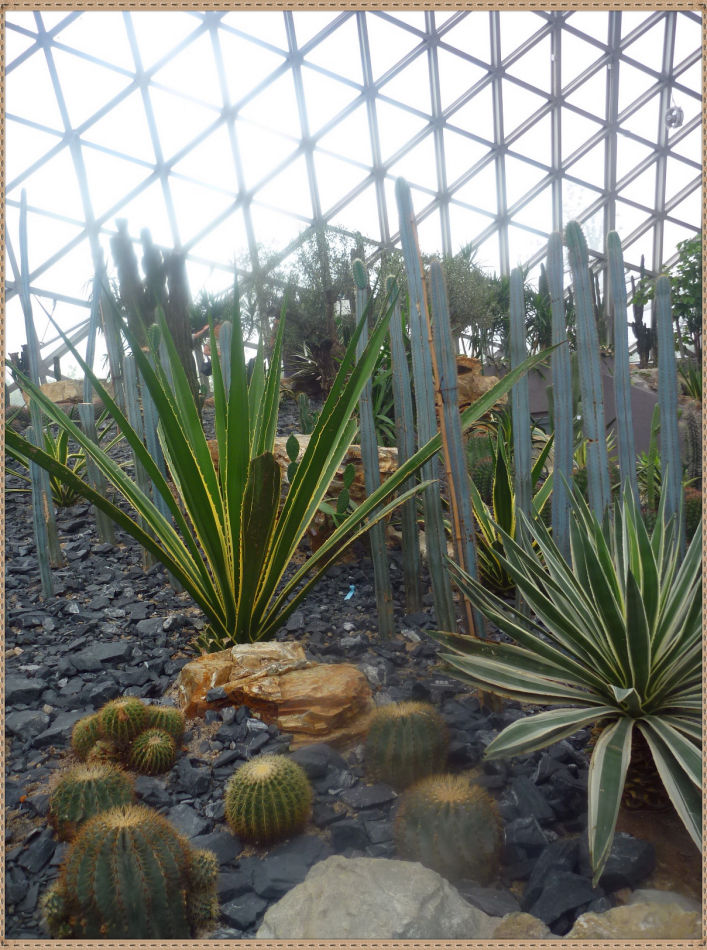 P1060277 昙花一现你见过吗?辰山植物园~沙生植物馆