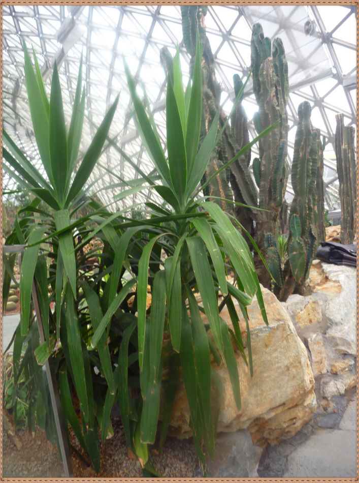 P1060278 昙花一现你见过吗?辰山植物园~沙生植物馆