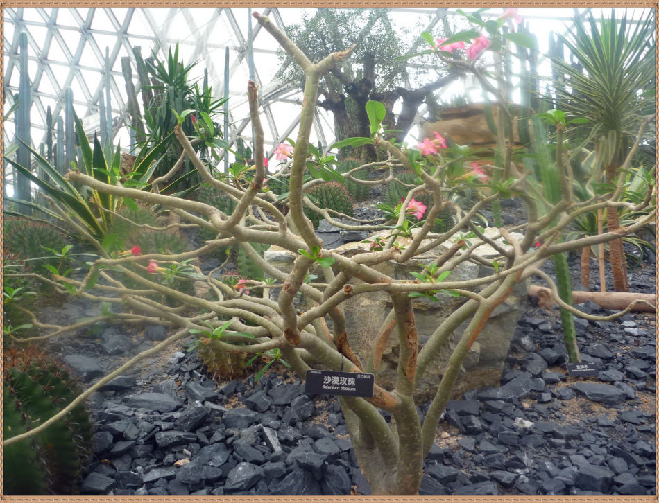 P1060283 昙花一现你见过吗?辰山植物园~沙生植物馆