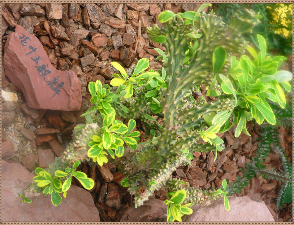 P1060286 昙花一现你见过吗?辰山植物园~沙生植物馆