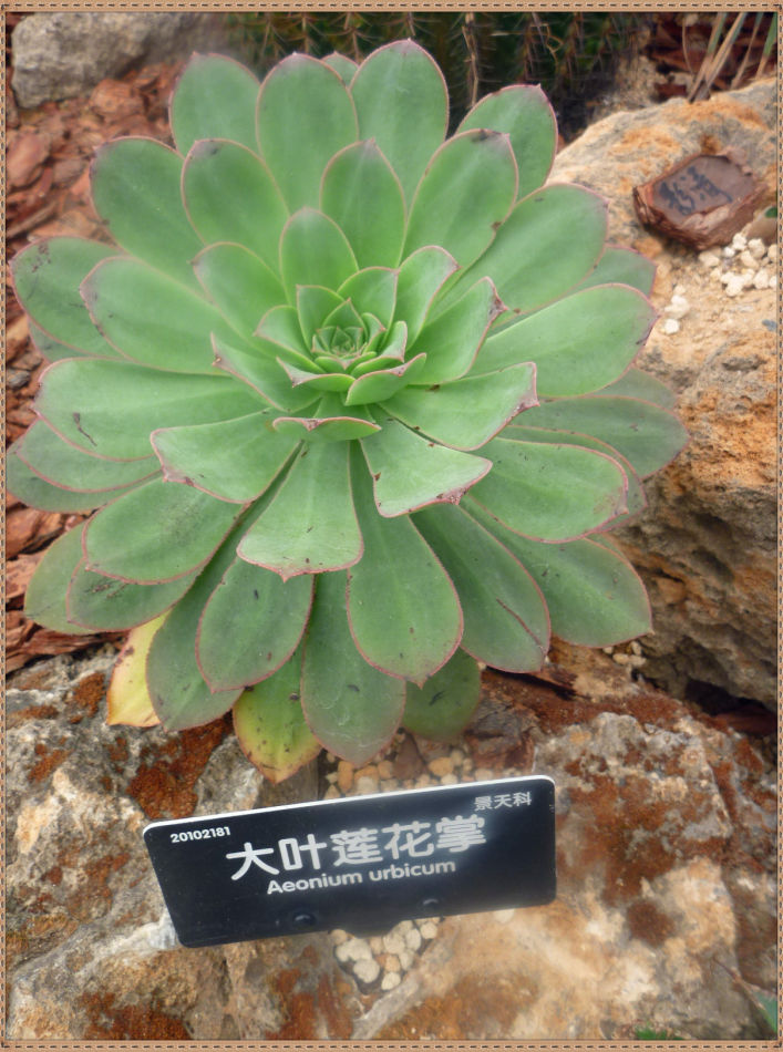 P1060288 昙花一现你见过吗?辰山植物园~沙生植物馆