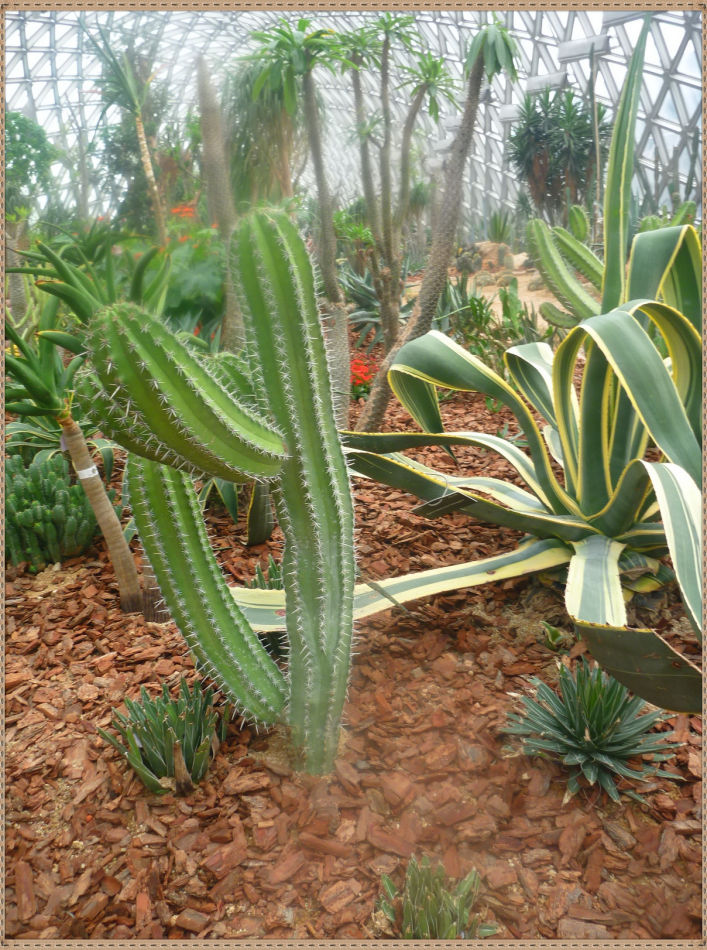 P1060289 昙花一现你见过吗?辰山植物园~沙生植物馆