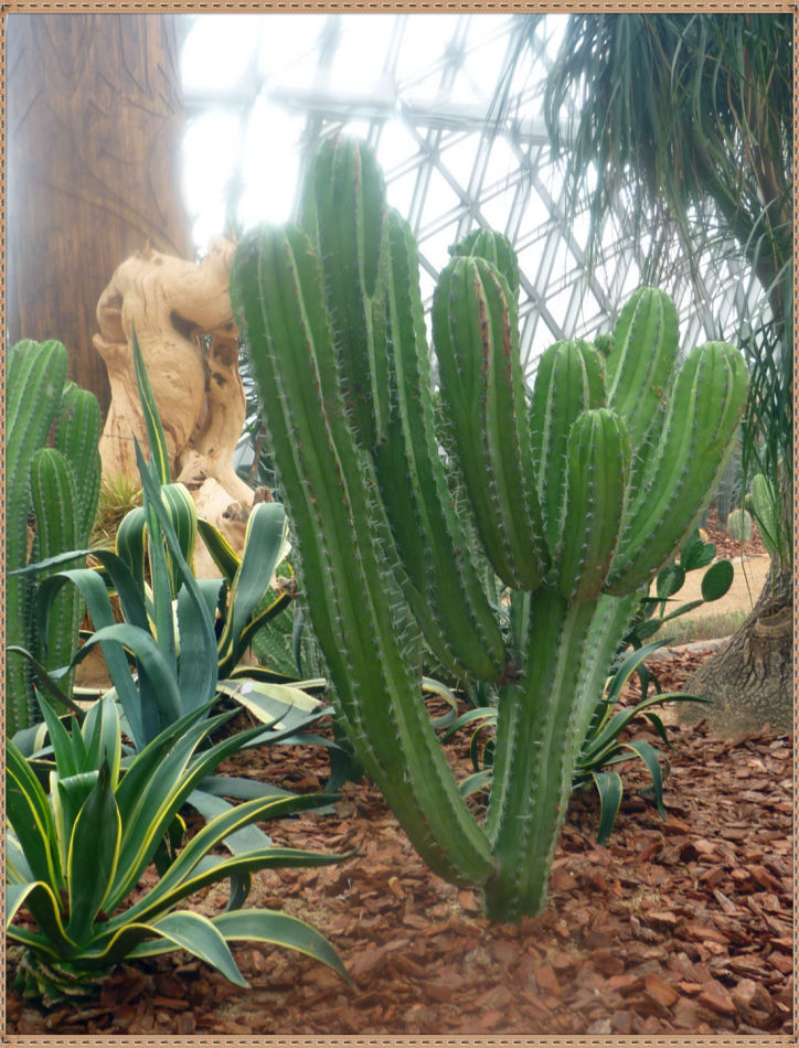 P1060290 昙花一现你见过吗?辰山植物园~沙生植物馆