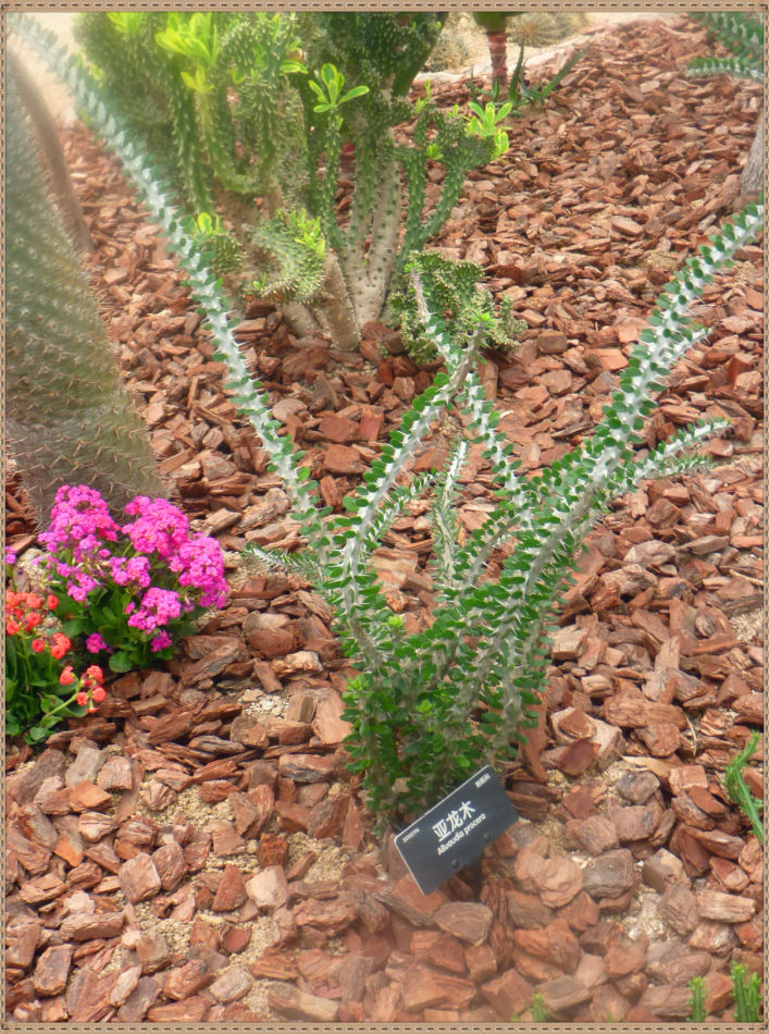 P1060292 昙花一现你见过吗?辰山植物园~沙生植物馆