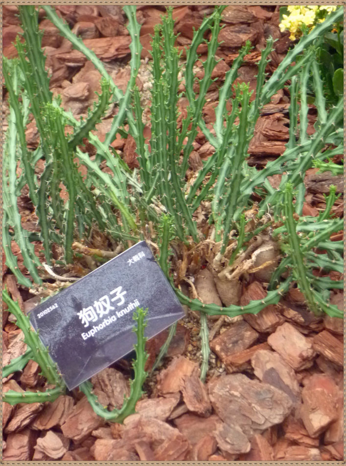 P1060293 昙花一现你见过吗?辰山植物园~沙生植物馆