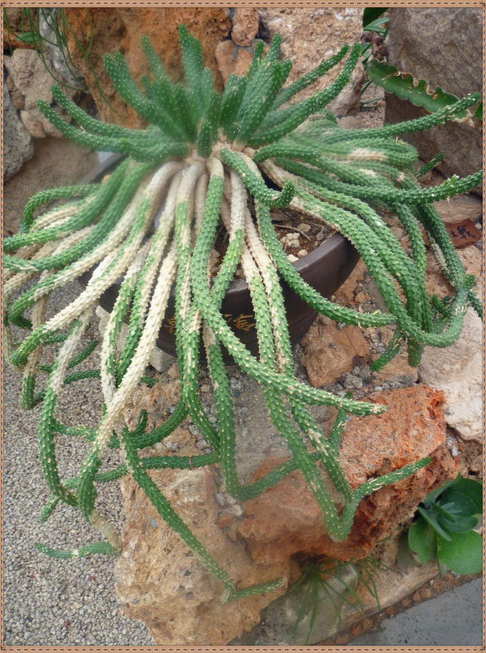 P1060294 昙花一现你见过吗?辰山植物园~沙生植物馆
