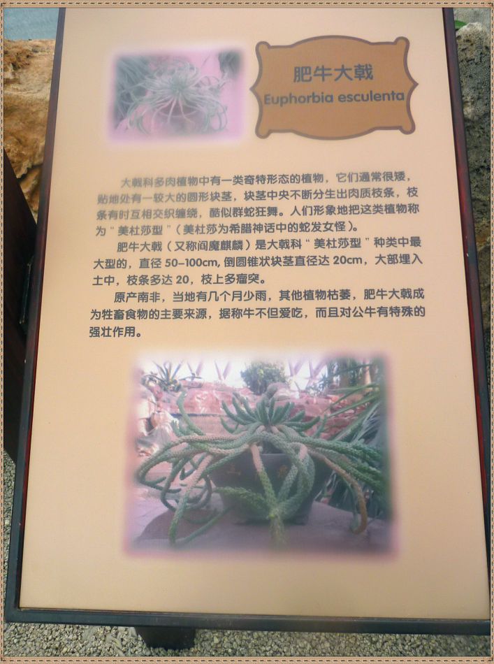 P1060295 昙花一现你见过吗?辰山植物园~沙生植物馆
