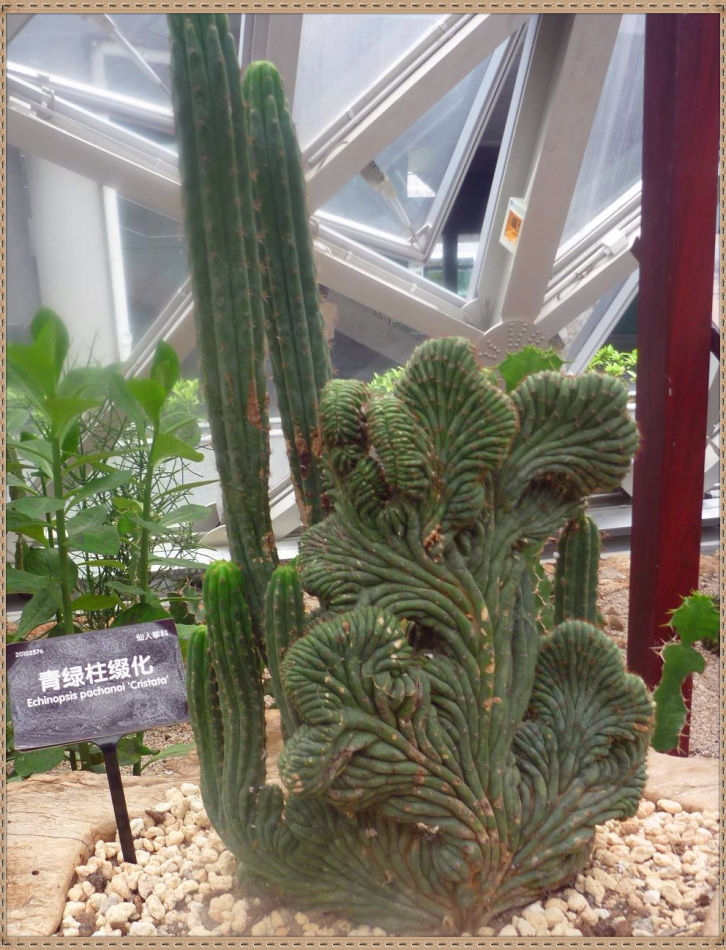 P1060296 昙花一现你见过吗?辰山植物园~沙生植物馆