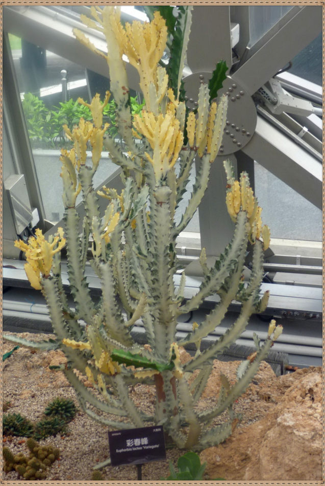 P1060297 昙花一现你见过吗?辰山植物园~沙生植物馆