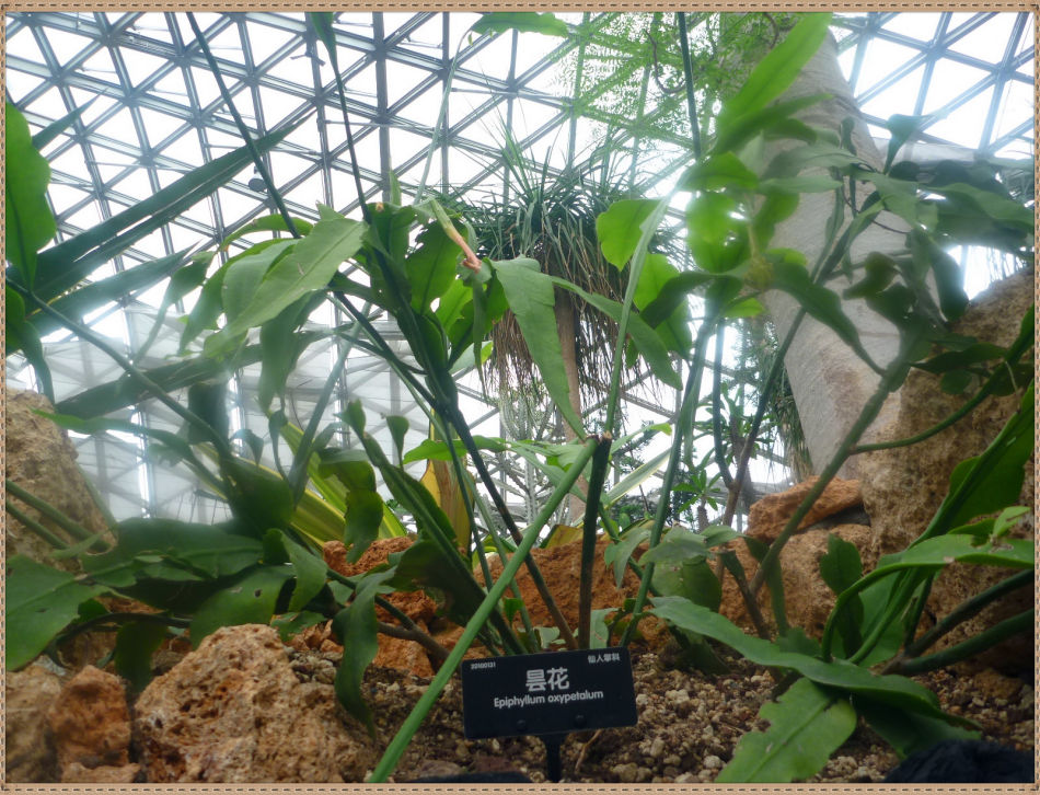 P1060298 昙花一现你见过吗?辰山植物园~沙生植物馆
