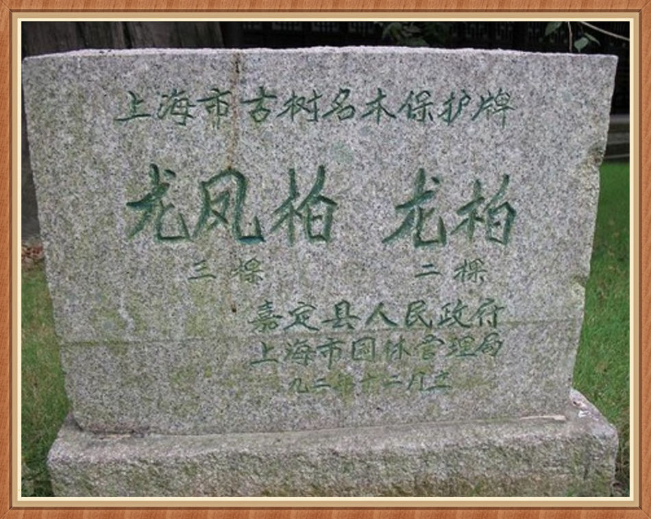 P1250239 你知道「嘉定孔庙」“吴中第一之称”吗?