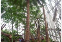你见过见血封喉吗?辰山植物园~珍奇植物馆-知道了吗?