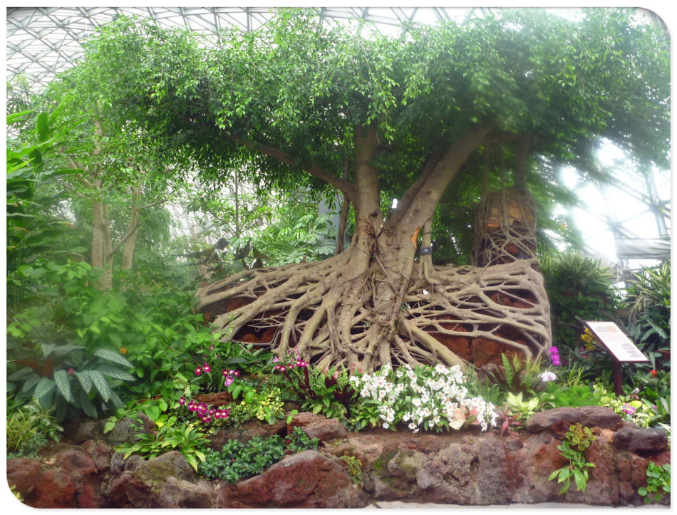 P1060198 你见过见血封喉吗?辰山植物园~珍奇植物馆