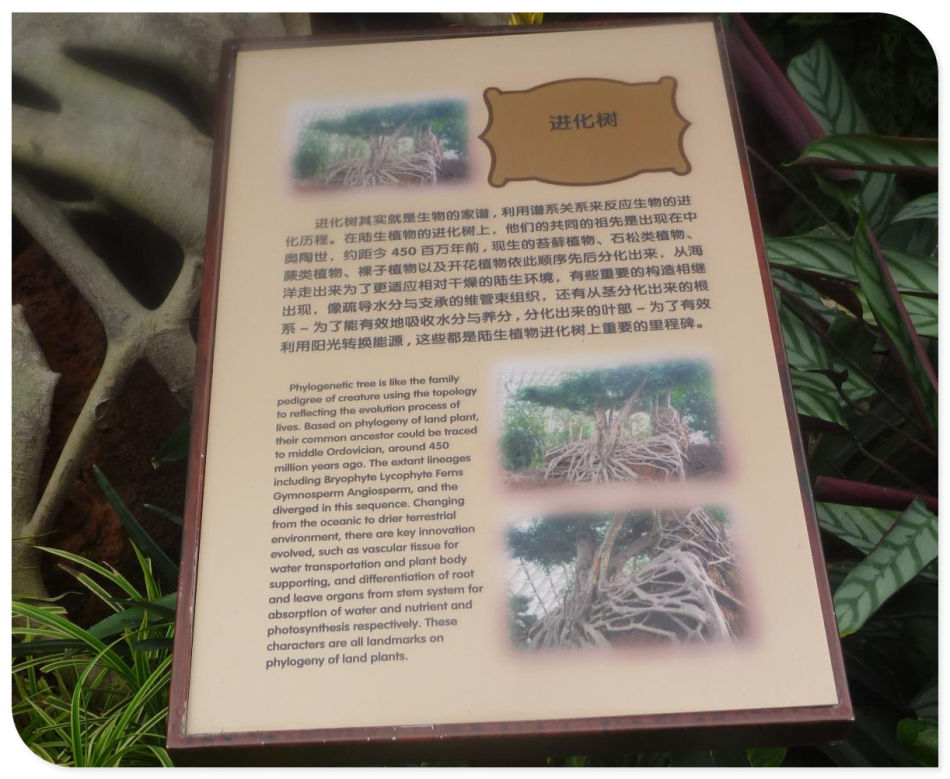 P1060199 你见过见血封喉吗?辰山植物园~珍奇植物馆