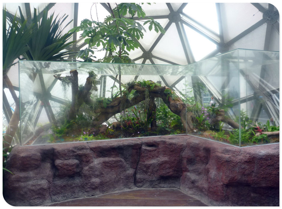 P1060200 你见过见血封喉吗?辰山植物园~珍奇植物馆
