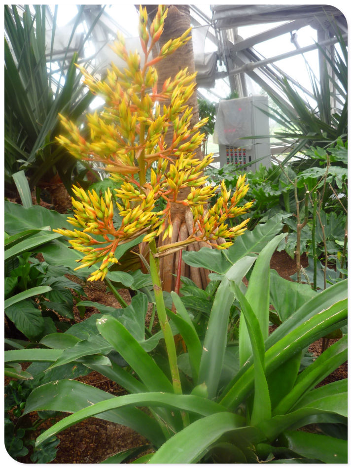 P1060212 你见过见血封喉吗?辰山植物园~珍奇植物馆