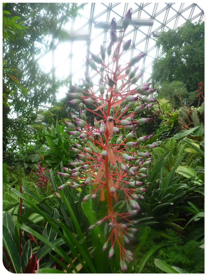 P1060211 你见过见血封喉吗?辰山植物园~珍奇植物馆