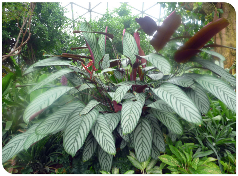 P1060226 你见过见血封喉吗?辰山植物园~珍奇植物馆