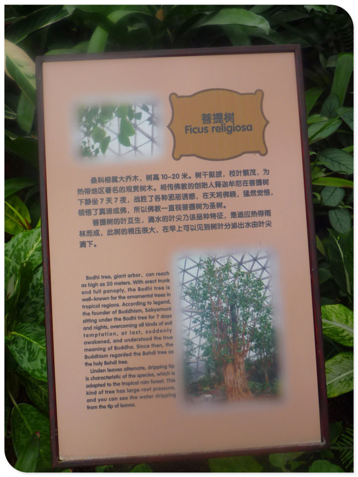 P1060227 你见过见血封喉吗?辰山植物园~珍奇植物馆