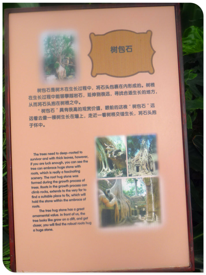 P1060230 你见过见血封喉吗?辰山植物园~珍奇植物馆