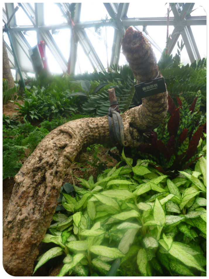 P1060232 你见过见血封喉吗?辰山植物园~珍奇植物馆