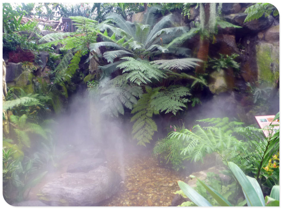 P1060234 你见过见血封喉吗?辰山植物园~珍奇植物馆