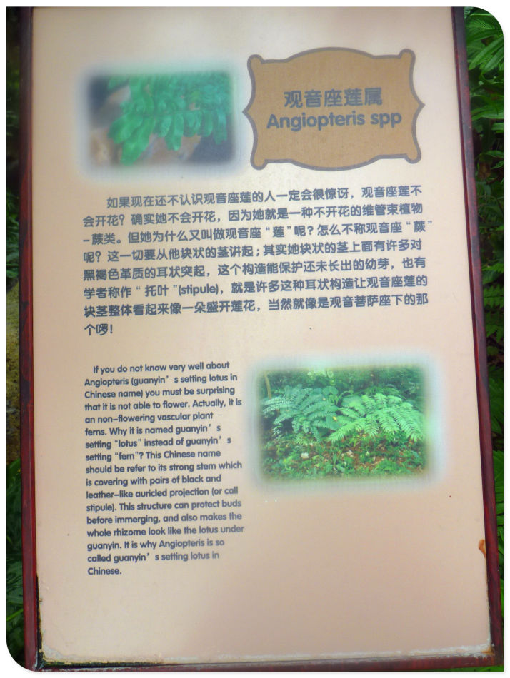 P1060241 你见过见血封喉吗?辰山植物园~珍奇植物馆